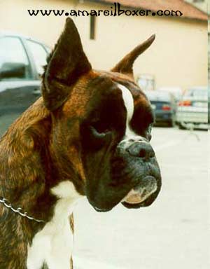 CROATIA SIEGER 2002 Arrow dell´ Euroboxer