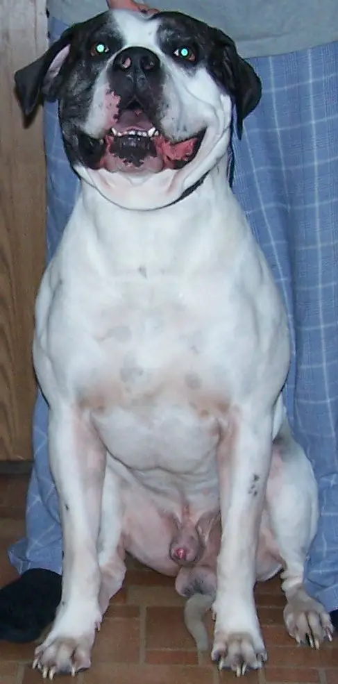 Bullhead's Brutus