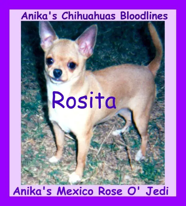 Anika's Mexico Rose O' Jedi