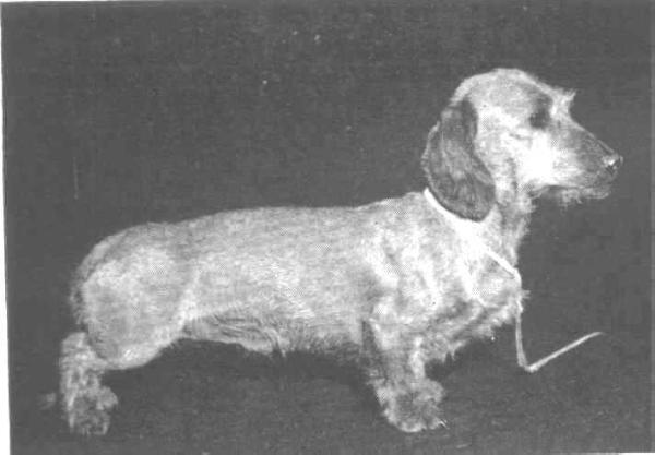 ENG CH. Peredur Pimento