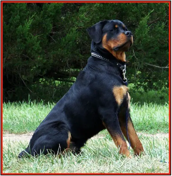 JAWS VON HAUSE MILSPED