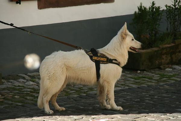 Just go imala for the joy of life