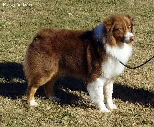 UKC CH. (AKC PTD) Pur-Plesurs Crimson Cadillac Cal