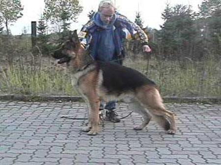 VA2 (CANADA 2003) Puma von der Orangerie