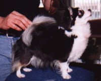 Samajoto's Classy Chasis