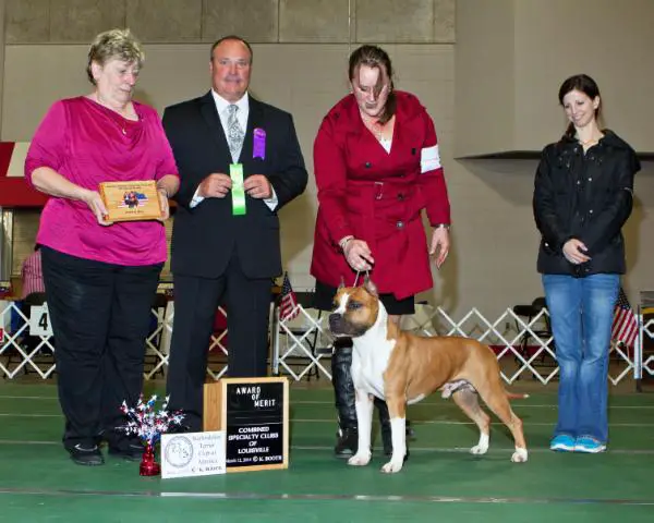 AKC CH RuffWood Amazing Red Baby-Dragon