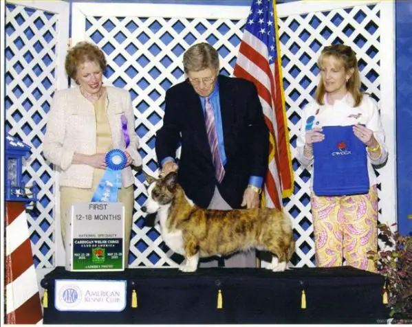 Mapatma Twinroc Ticker Tape