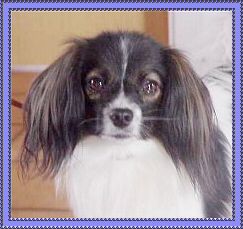 Magic Paloma V.D. Johannieterhof