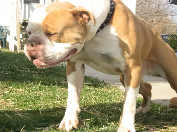 Raging Bull's Harley (of Gargoyle)