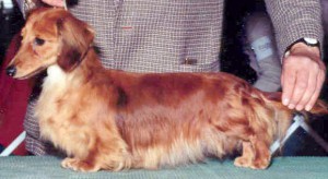 CH (AKC) RoseFarm's Dragonora ML