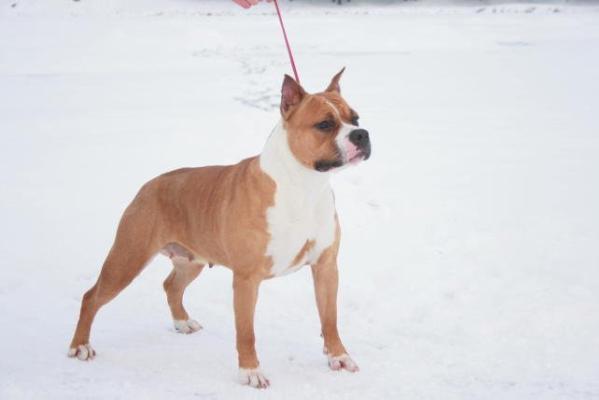 JCH Afrodita Maranta's-Show