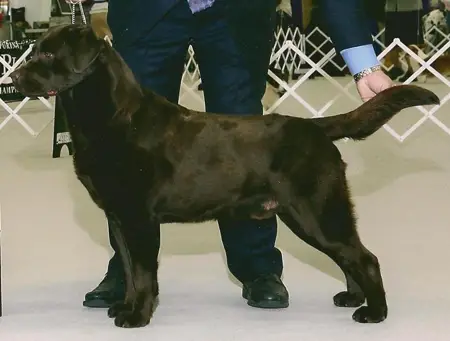 BISS AM GCH CAN CH Highcaliber Labradale Expresso