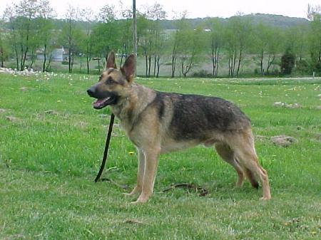 NAPWDA DUAL K9 Drexler Boo von der Strahlendorf