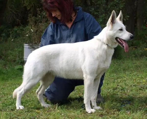 Viva la Vie of the white Wolves Home