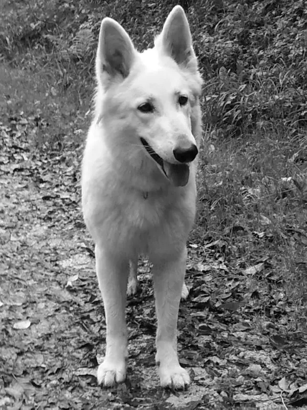 Beluga-Ava of sheep Mountain