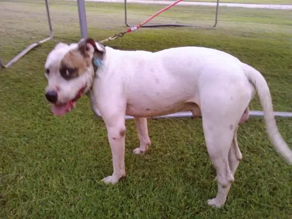 Horton's Hawk (catch dog)
