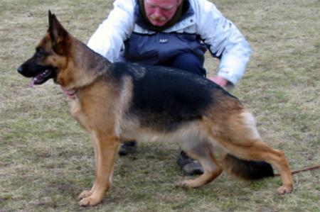 V Aischa vom Moorbeck