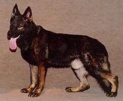 Candy von der Knappenmühle