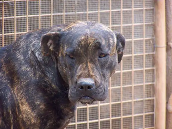 Ximenea de Almallutx