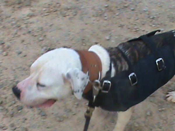 Bubba Jackson King Of Ssk