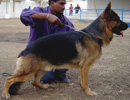 VA 1 (PK) Ben vom Grafenbrunn