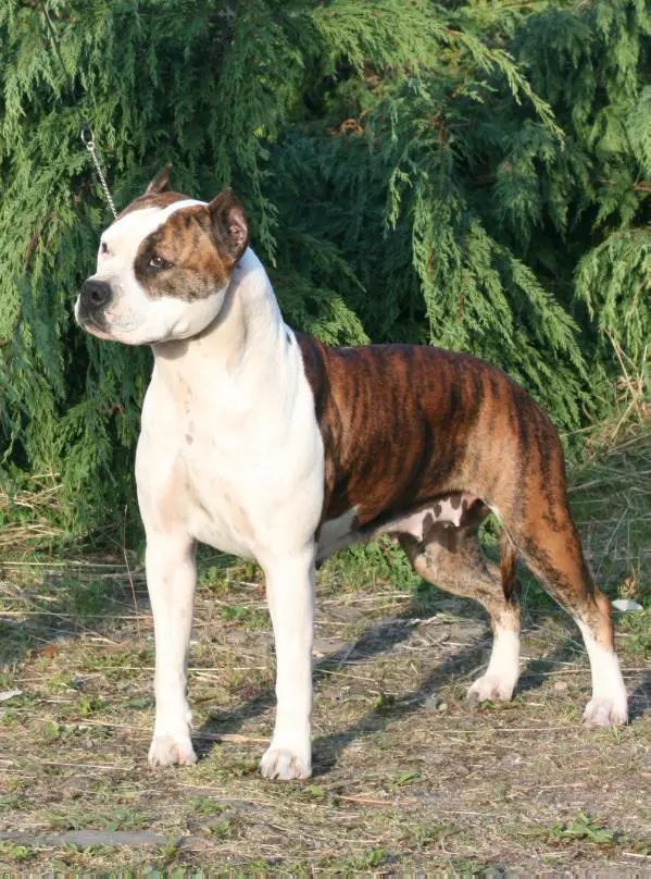 ATAXIA CARRIER Buddy Doggz Star Bad Girl With Class