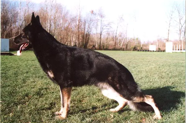 ETALON RECOMMANDÉ Obelix du Val des Hurles Vent