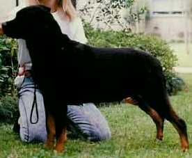 Jailbirds Fatal Attraction