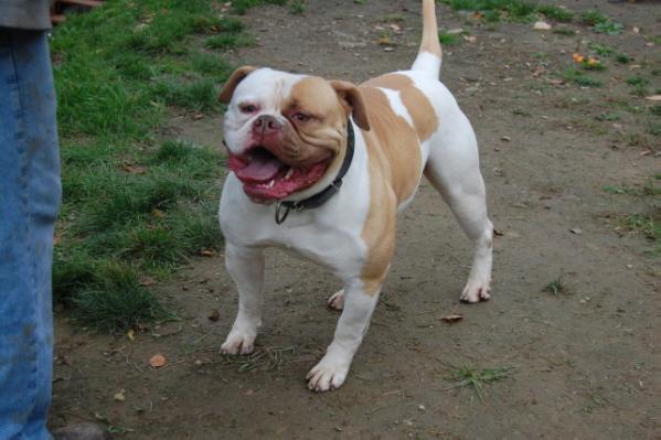 Brute Force 40 of Megabulls