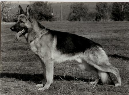 V2 (S) SUCH Falko Vom Bierstadter Hof
