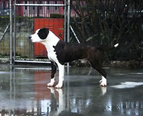 Stone Free Mr. Crowley