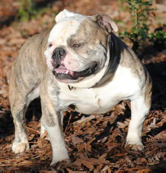 Bulky Built CornStarch