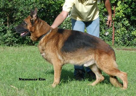 V Uras von Blue-Rose