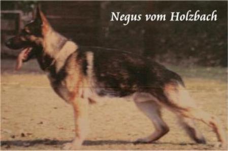 Negus vom Holzbach