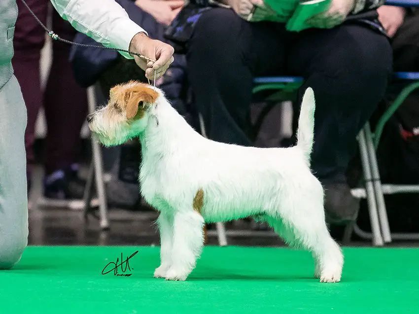 Crufts Vet Winner, European Vet Winner, CIB, BIS, Multi Ch Kanix 2 Much Gossip
