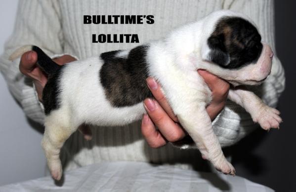Bulltime'S Lollita