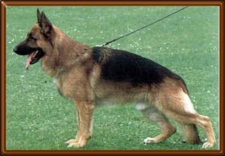 Ursus von Hildinghaus