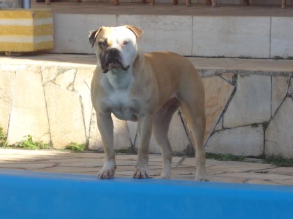 Shenna King Bulldog