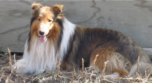 NE/NC Stirling's Lad of the Lassies