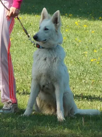Zampa di Tonia