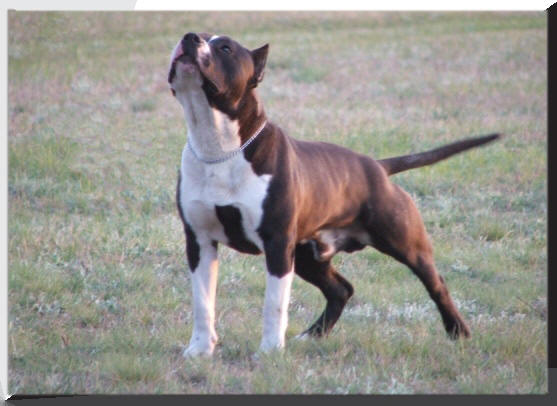 CH, HJCH Hörcsögfalvi Nitro