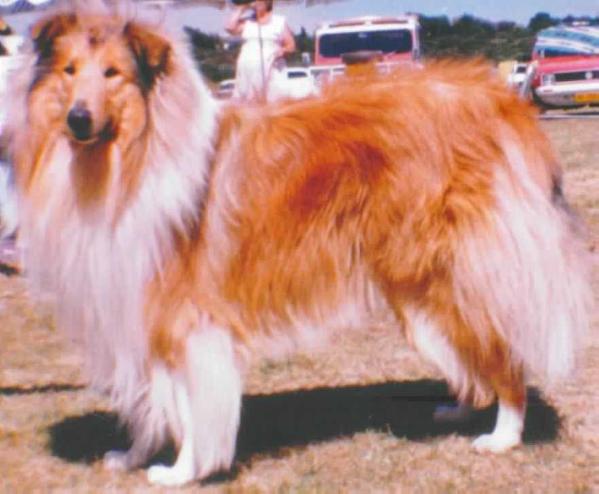 CH ZA Wiltshire's Hidden Fire