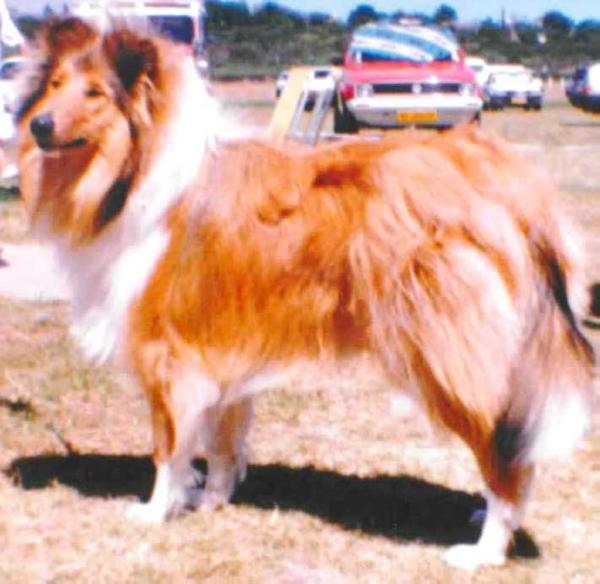 CH ZA Wiltshire's Conqueror