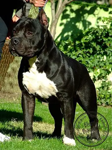 Harley Black Boy Blood Diamond of Mirza