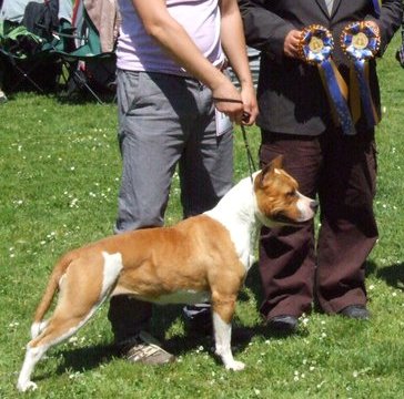 2XCAC;CLUB WINNER Silver Rodeo Tenesse Wild Rose