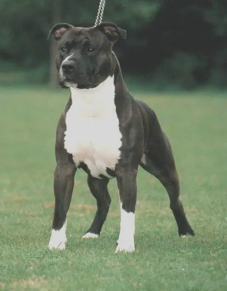 CH Hogs' Portland Trailblazer