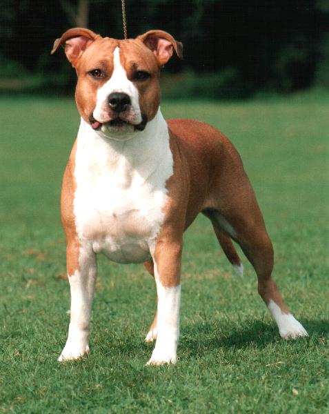 CH Devalain Red Rose Dixie