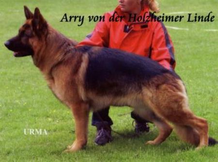 V Arry von der Holzheimer Linde