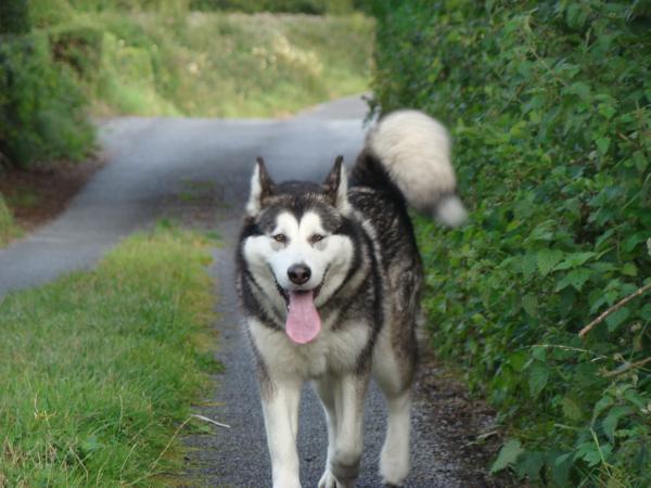 POL.CH . CALL BESI Huk Amarok