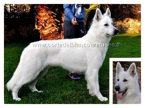 Caruso White Ancilias